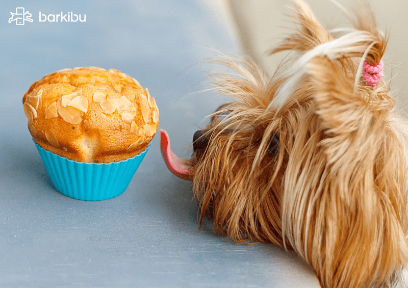 síntomas de diagnóstico de diabetes canina